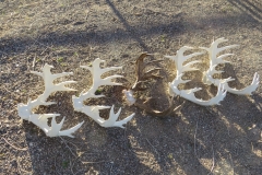 140" Coues Deer