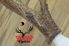 Pask TX whitetail8